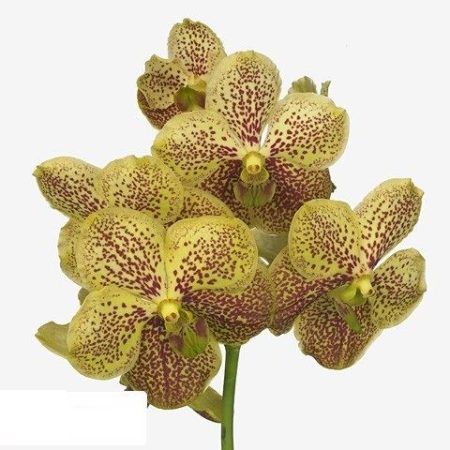 Vanda (Su Banana Spots) 30cm