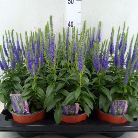 Veronica spicata- Macskafarkú veronika (UlsterDwarf Blue) 13/40cm