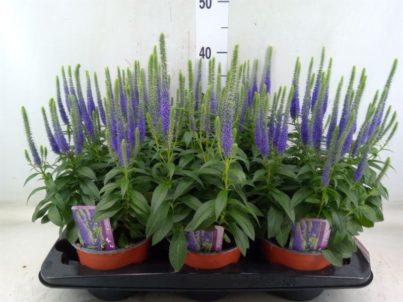 Veronica spicata- Macskafarkú veronika (UlsterDwarf Blue) 13/40cm
