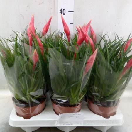 Vriesea (Astrid) 12/35cm