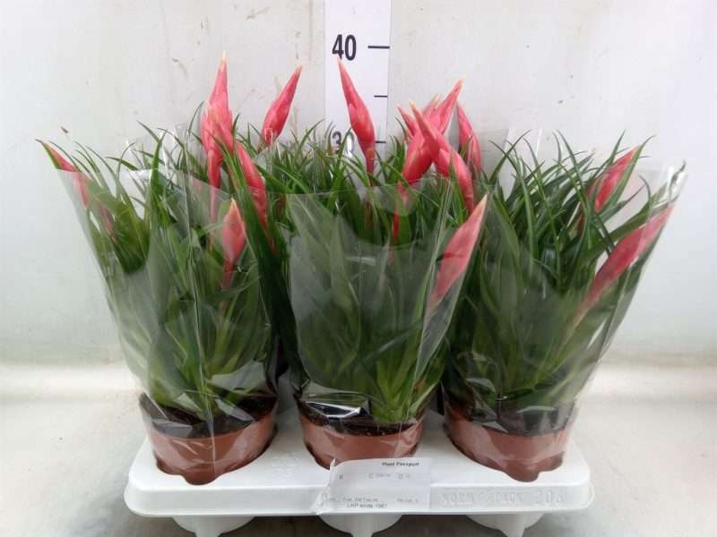 Vriesea (Astrid) 12/35cm