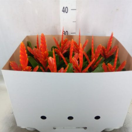 Vriesea (Sparkle) 9/31cm