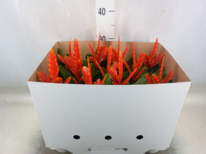 Vriesea (Sparkle) 9/31cm