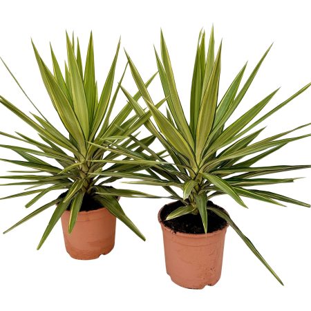 Yucca Elephantipes - (Jewel) 21/70cm