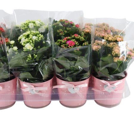 Kalanchoe- Korallvirág (4 Colour Mix) 10,5/25cm