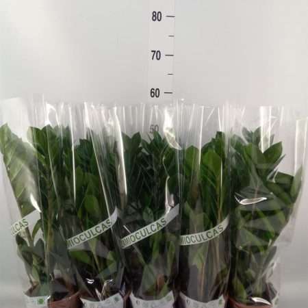 Zamioculcas Zamiifolia- Agglegénypálma 12/45cm