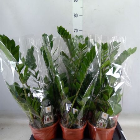 Zamioculcas Zamiifolia- 14/60cm