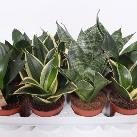 Sansevieria trifasciata- Anyósnyelv (Pagoda Hahnii Mix) 9/17cm