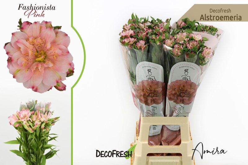 Alstroemeria (Fashionista Pink)- Rózsaszín 80cm/65g