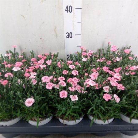 Dianthus- Szegfű (Diantica peach Party) 12/27cm
