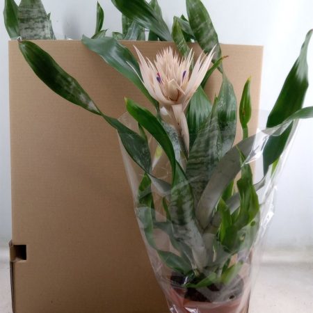 Armeria fasciata- (Prontoo) 14/50cm