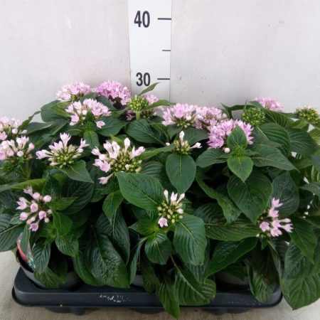 Pentas Lanceolata-Egyiptomi csillagcsokor (Starclust Laven) 12/25cm