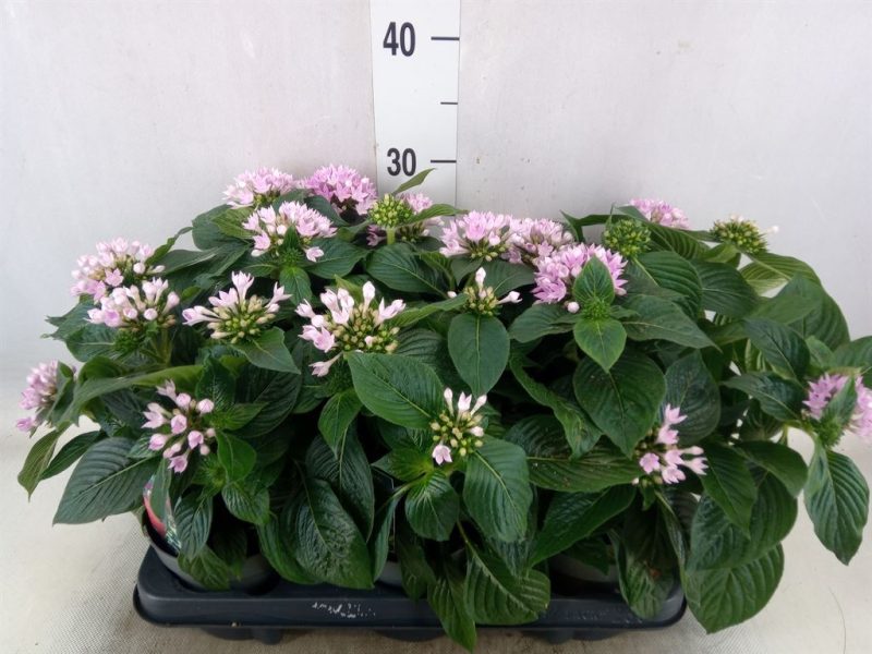 Pentas Lanceolata-Egyiptomi csillagcsokor (Starclust Laven) 12/25cm