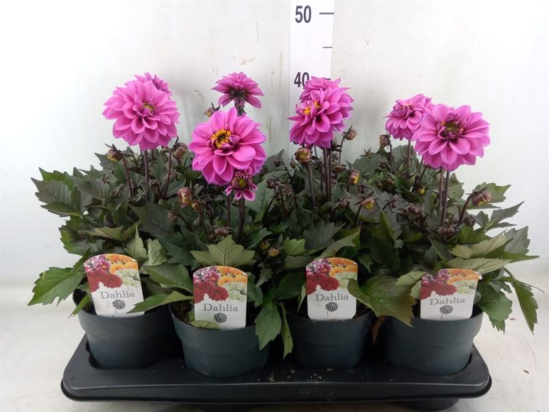Dahlia- Dália (Pink) 14/40cm