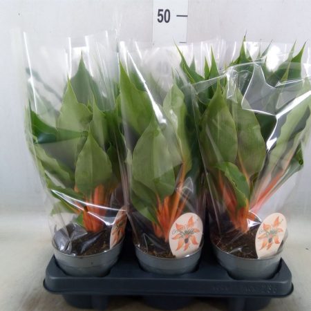 Chlorophytum Orchidastrum- Narancsvulkán (Green Orange) 12/40cm