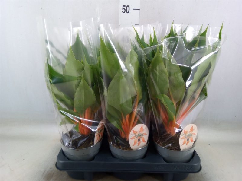 Chlorophytum Orchidastrum- Narancsvulkán (Green Orange) 12/40cm