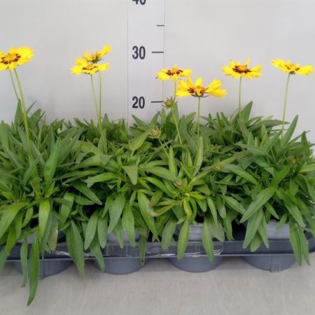 Coreopsis grandiflora- Menyecskeszem 10,5/30cm
