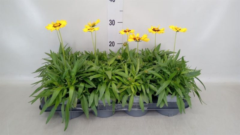 Coreopsis grandiflora- Menyecskeszem 10,5/30cm