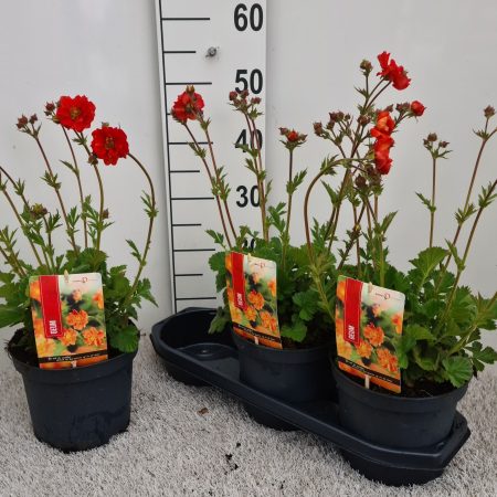 Geum- Gyömbérgyökér (Scarlet Tempest) 19/45cm