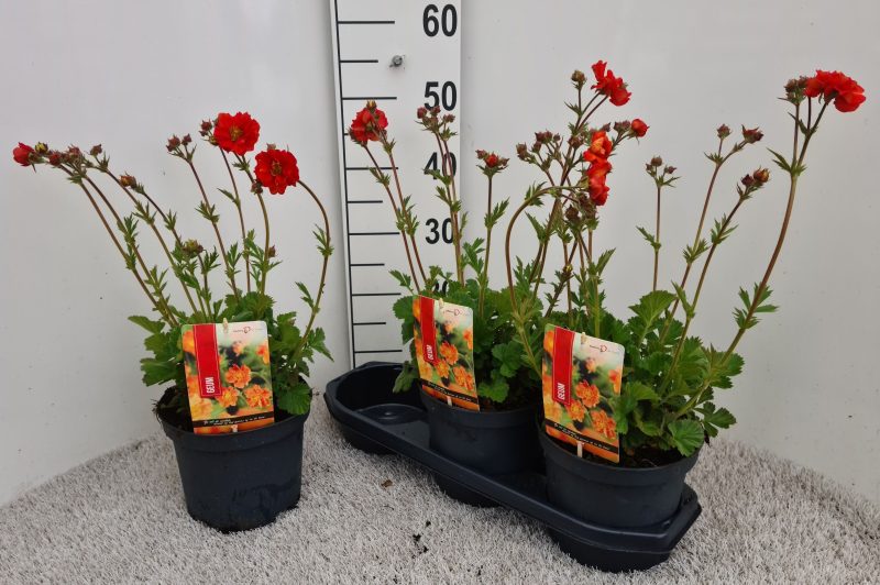 Geum- Gyömbérgyökér (Scarlet Tempest) 19/45cm