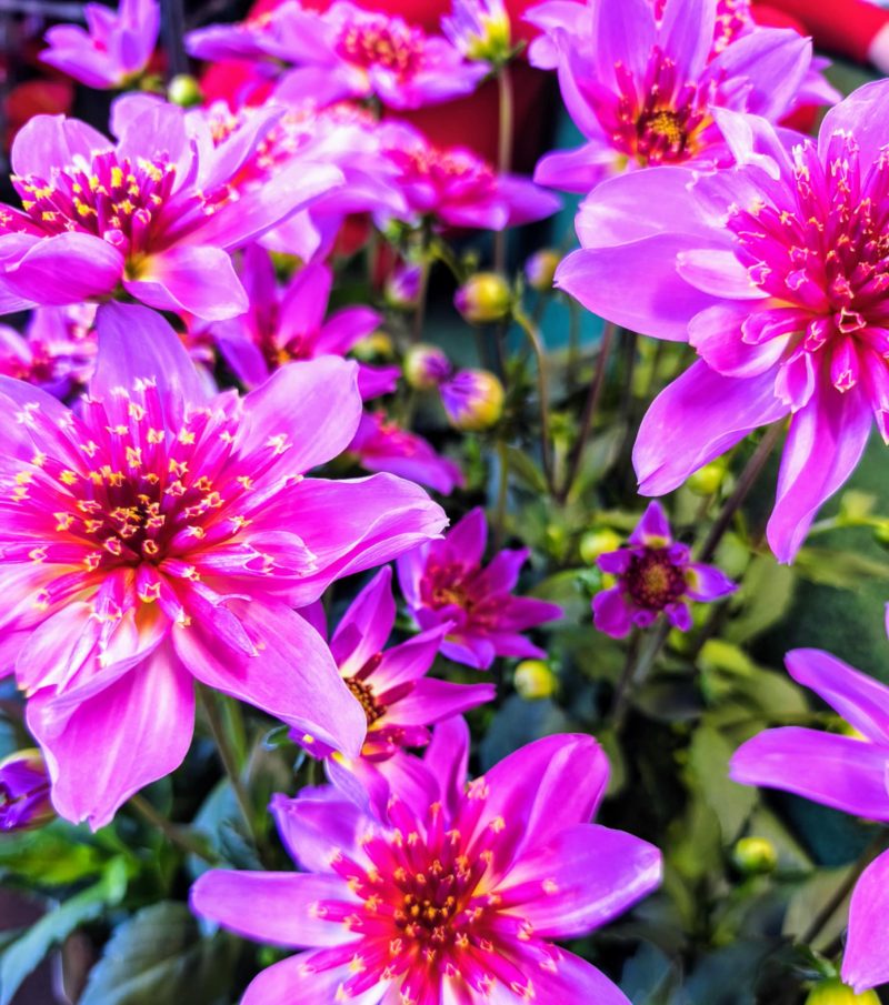 Dahlia- Dália (Starburst Pink) 17/30cm - Image 2