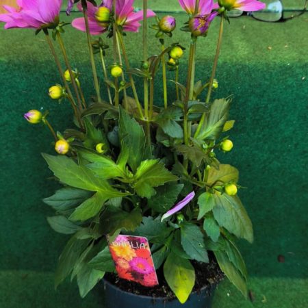 Dahlia- Dália (Starburst Pink) 17/30cm
