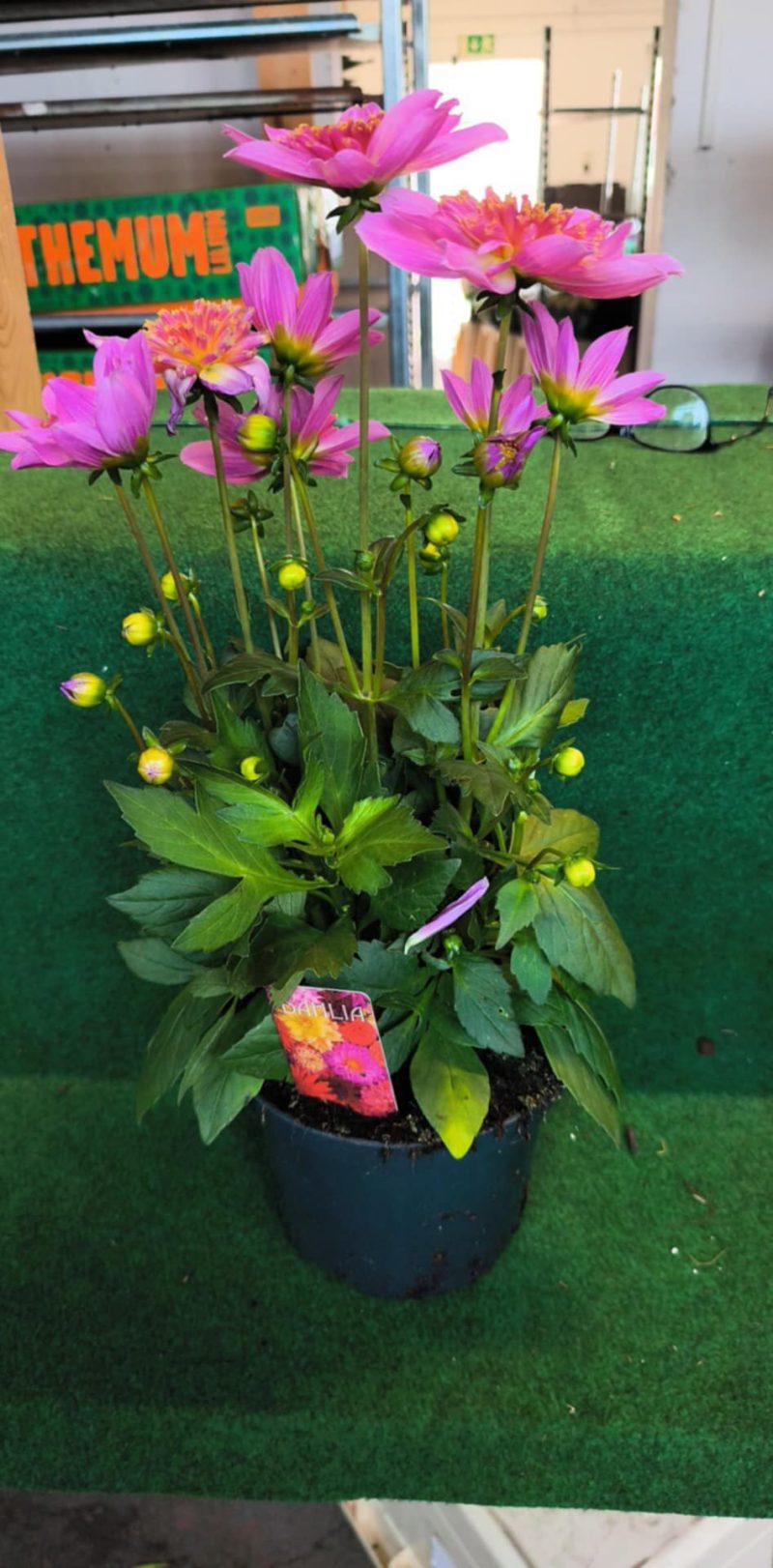 Dahlia- Dália (Starburst Pink) 17/30cm