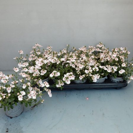 Diascia- Kanálajak (Piccadilly Appleblossom) 10/20cm