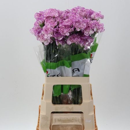 Bicolor Szegfű (COL Diasta) 70cm