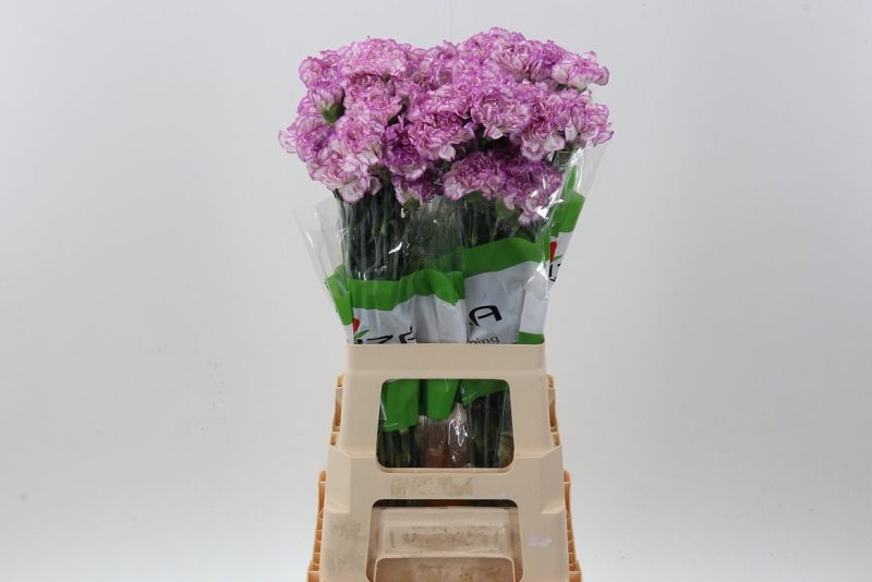 Bicolor Szegfű (COL Diasta) 70cm