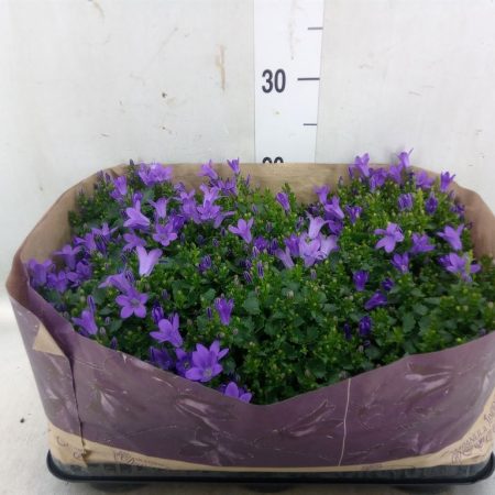 Campanula- Harangvirág (Por Blueone) 11/20cm
