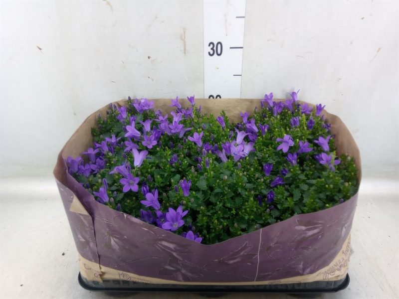 Campanula- Harangvirág (Por Blueone) 11/20cm