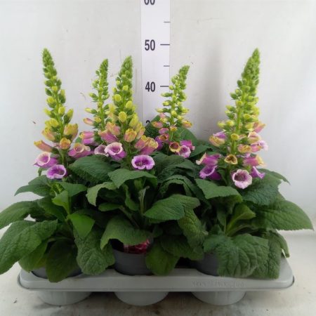 Digitalis- Gyűszűvirág 17/50cm