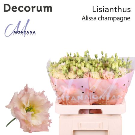 Barack Lisianthus (Double Alissa Champagne) 70cm
