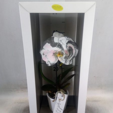 Phalaenopsis- Orchidea (Singolo Colored) 12/55cm