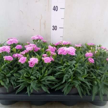 Dianthus- Szegfű (Peman Fancy Lilac) 12/25cm