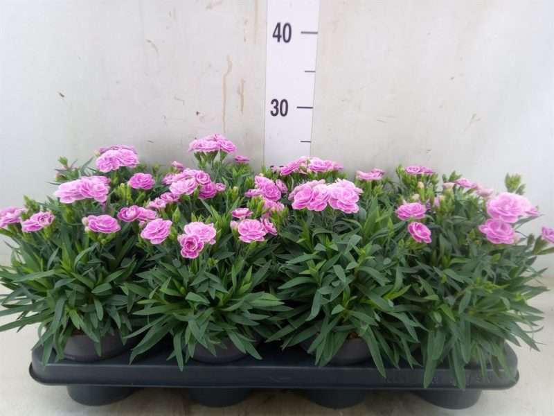 Dianthus- Szegfű (Peman Fancy Lilac) 12/25cm
