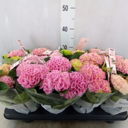Hydrangea- Hortenzia (Magical Revolution Pink) 10/25cm