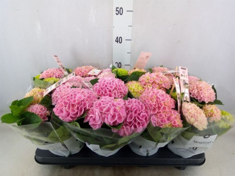 Hydrangea- Hortenzia (Magical Revolution Pink) 10/25cm
