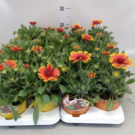 Gaillardia Aristrata- Kokárdavirág (Narancs) 9/23cm