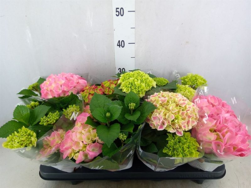 Hydrangea- Hortenzia (Mix) 10/25cm