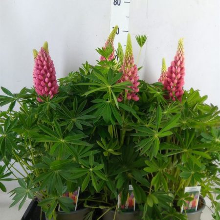 Lupinus- Csillagfürt (Mix) 14/45cm