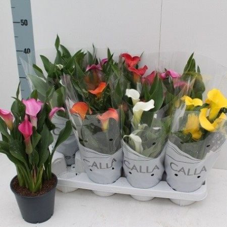 Zantedeschia- Kála (Mix) 10,5/40cm