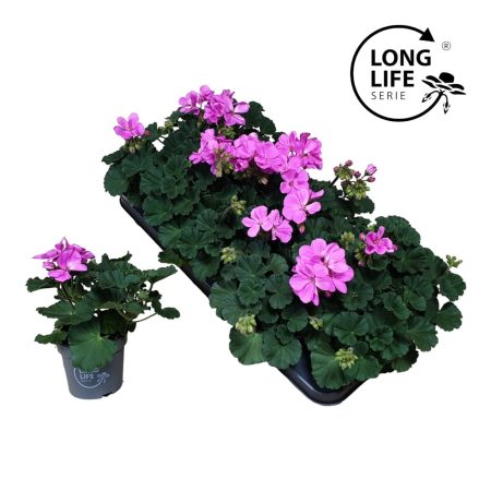 Pelargonium- Muskátli (Purple) 10/22cm