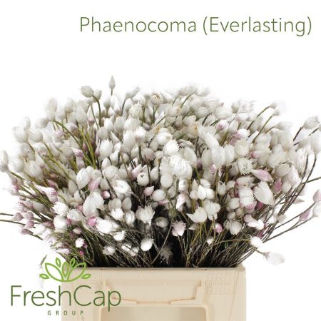 Phaenocoma prolifera- 80cm