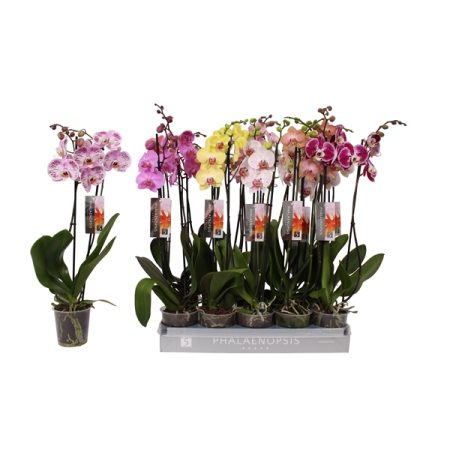 Phalaenopsis- Orchidea (7 Colour Mix/ 2 ágú) 12/60cm