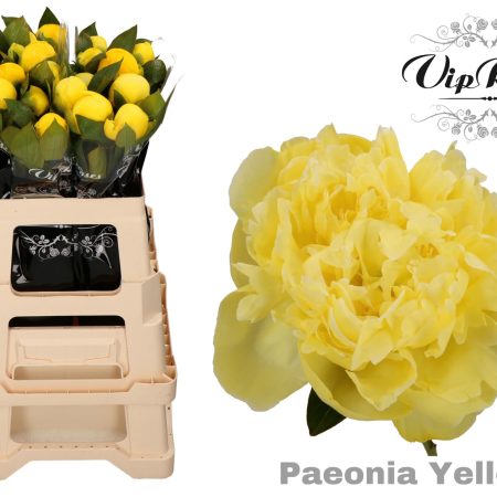 Paeonia- Citromsárga Bazsarózsa (Colored Yellow) 55cm