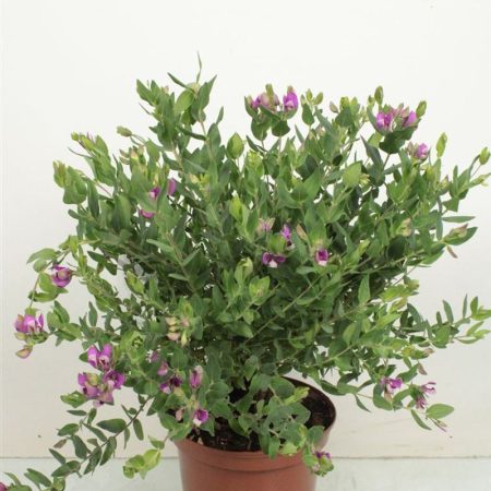Polygala dalmaisiana- Pacsirtafű 14/30cm