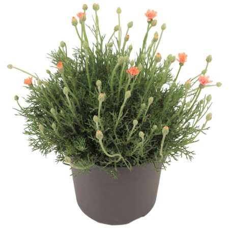 Rhodanthemum hosmariense- Évelő margaréta (Fruelingsflirt) 13/30cm