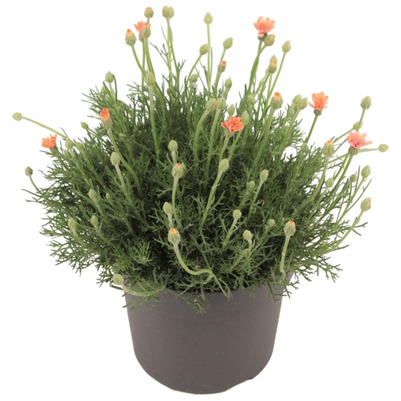 Rhodanthemum hosmariense- Évelő margaréta (Fruelingsflirt) 13/30cm